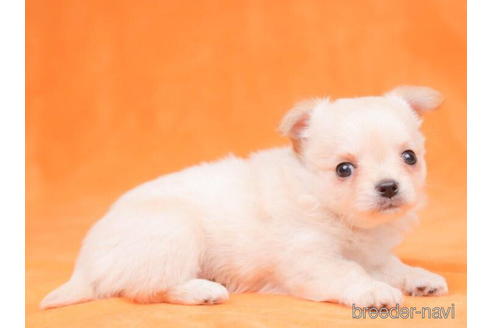 成約済の東京都のチワワ(ロングコート)-200329の4枚目